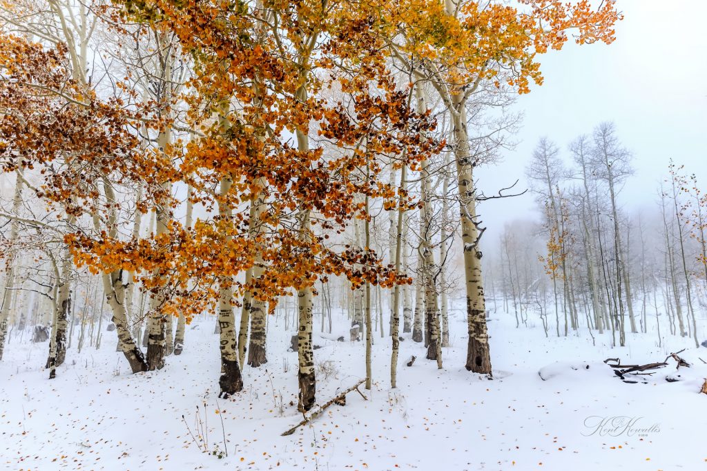 Autumn Aspens in Snow