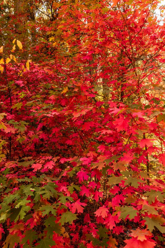 Beaver Canyon Mountain Maple Autumn