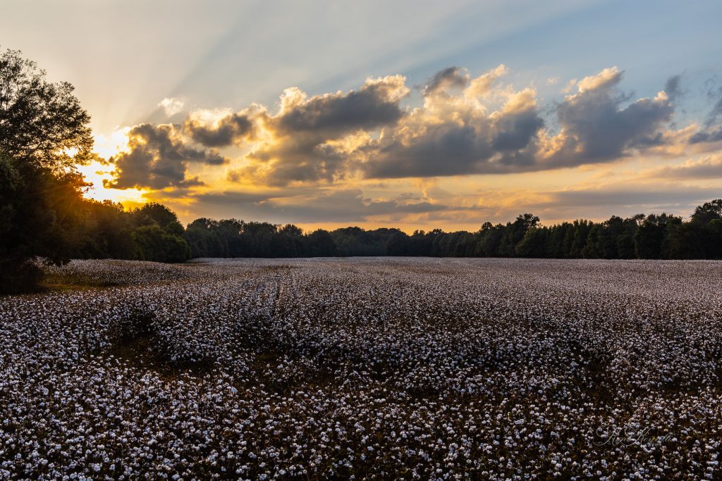 Cotton Fields Sunset near Athens Alabama