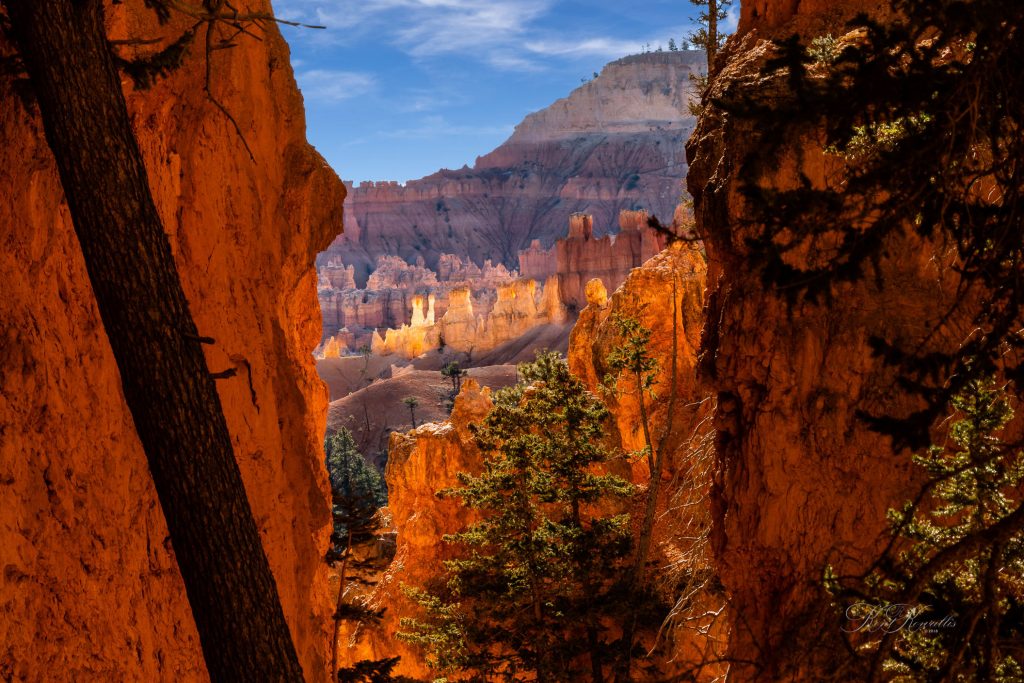 Bryce Canyon National Park Contrasts