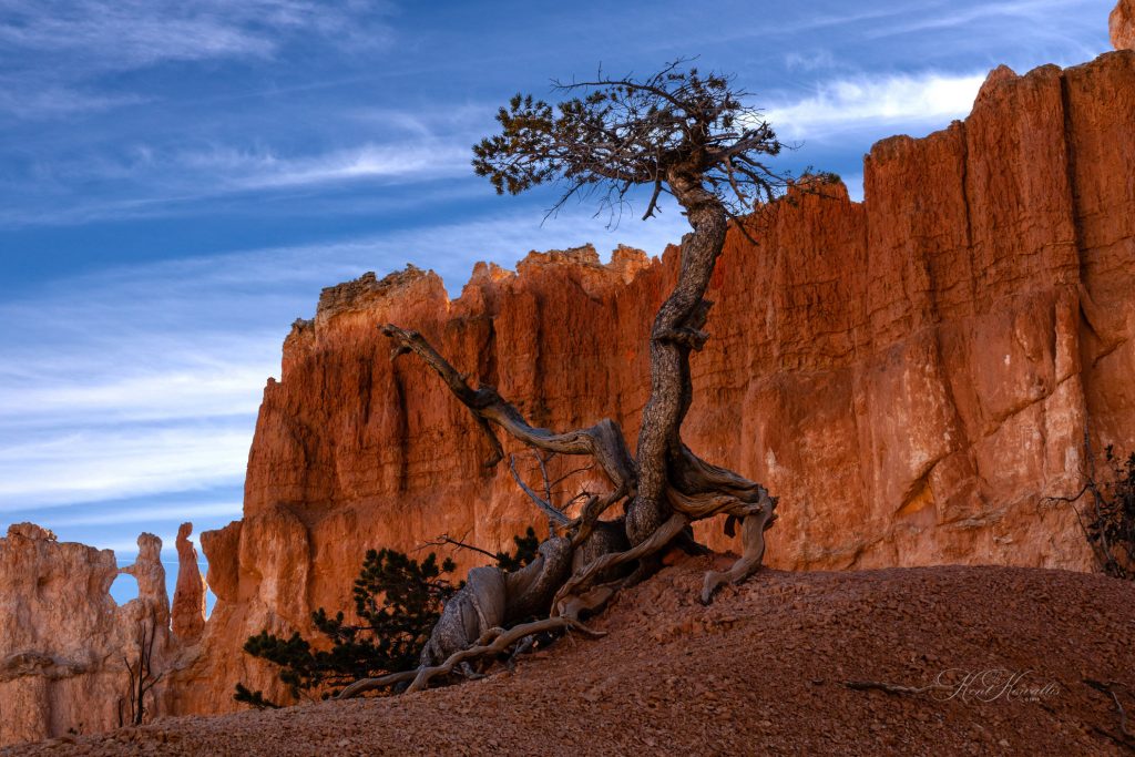 Lone Tree in Bryce Canyon National Park