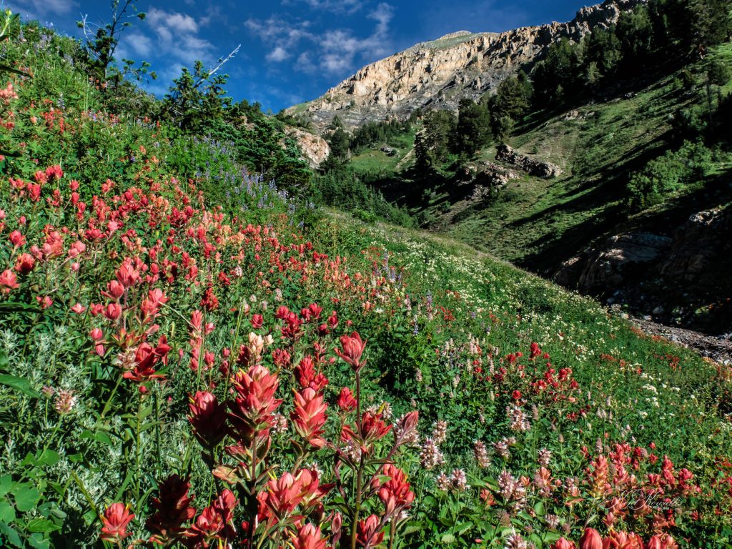 American Fork Canyon Box Elder Trail Flowers