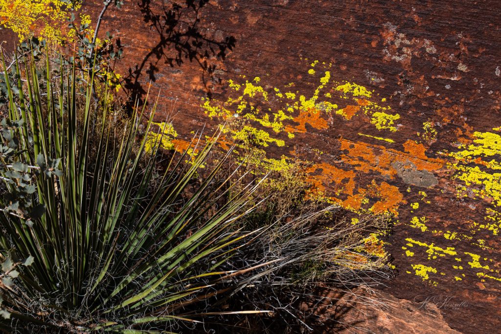 Colorful Lichens on Red Rock