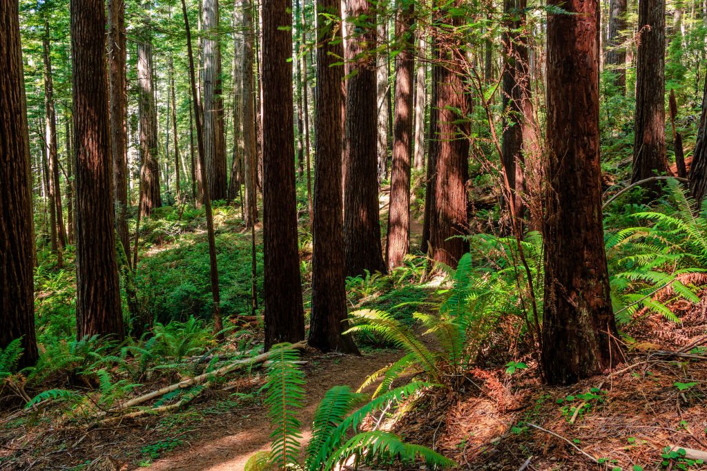 Oregon Redwoods Trail Near Brookings OR