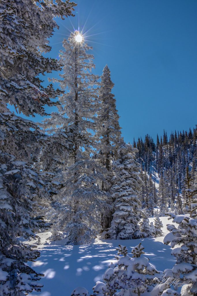 Sunburst on Snow Covered Pine Trees