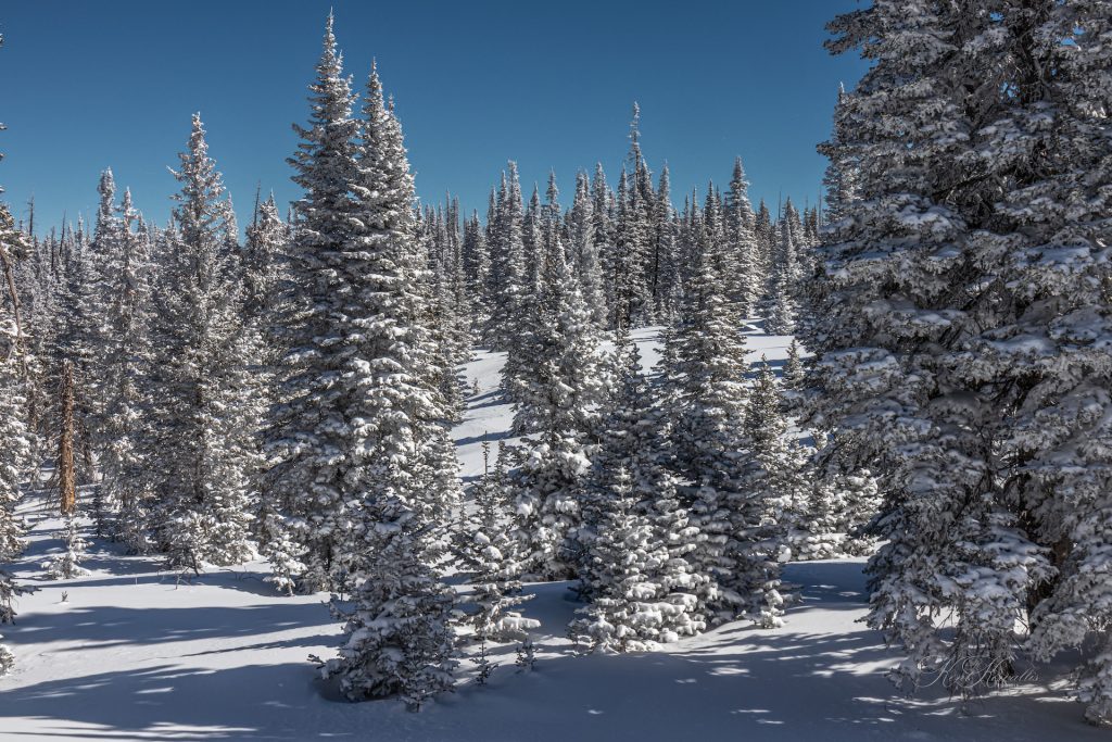 Cedar Mountain Winter Forest