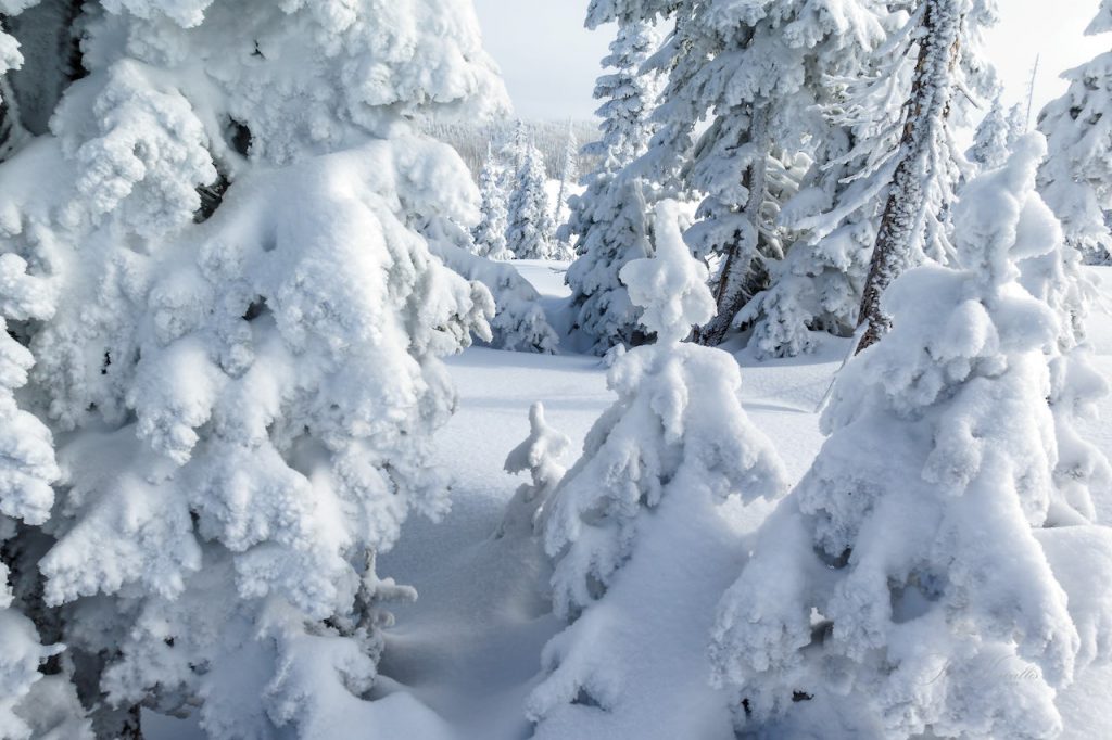 Cedar Mountain Winter Pines