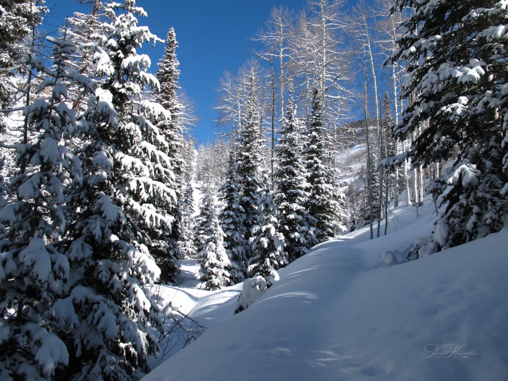 Winter on Shingle Creek Trail