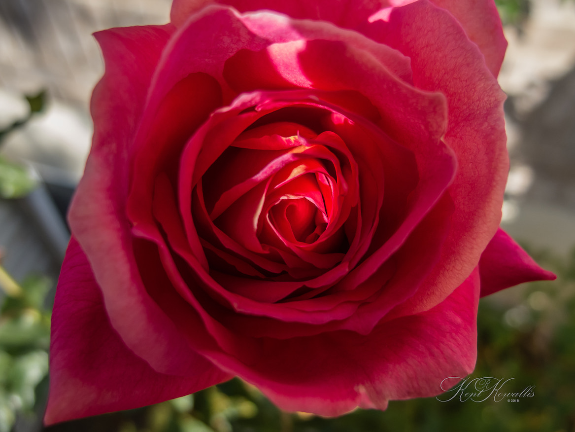 Rose, red