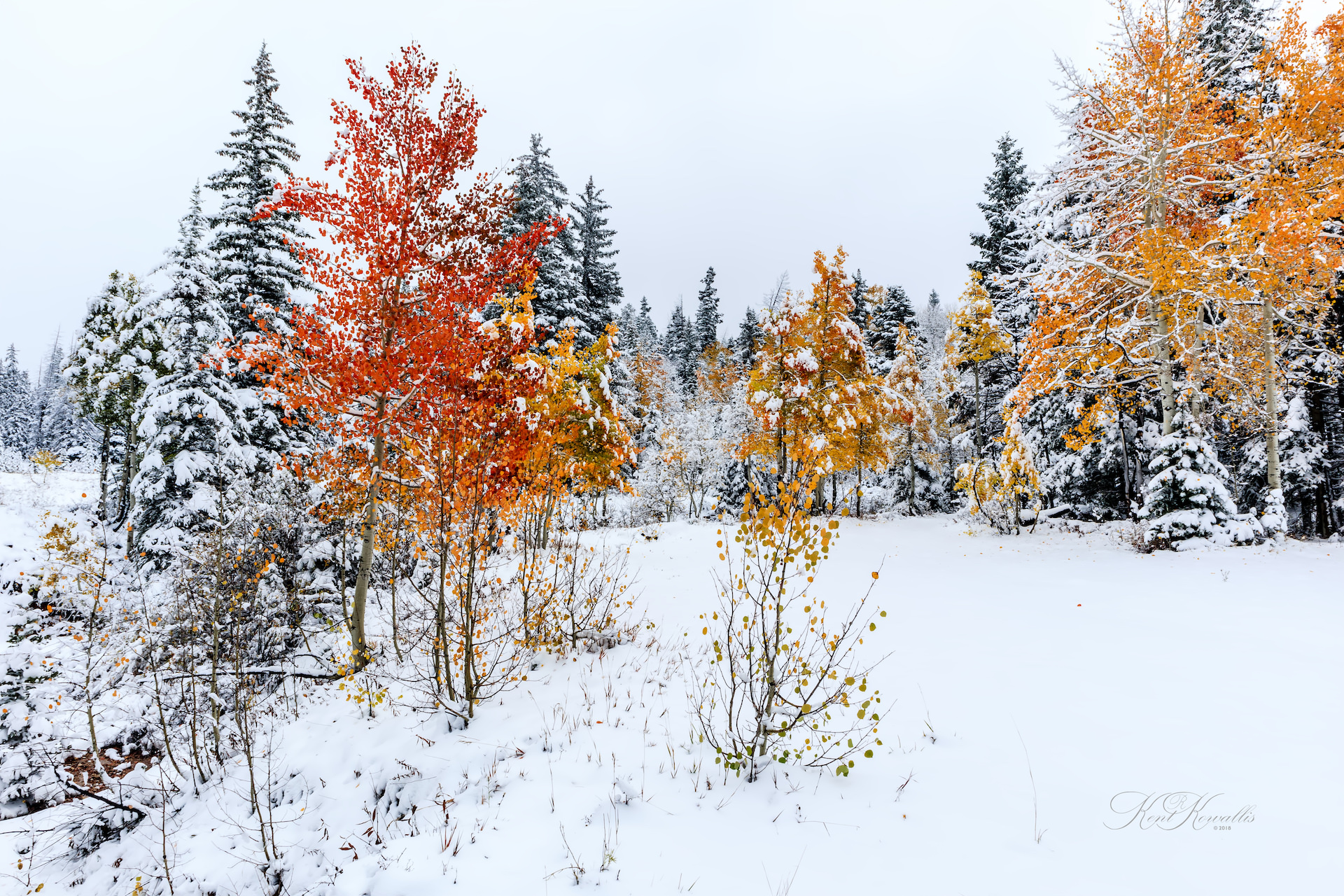 Autumn Aspens in Snow