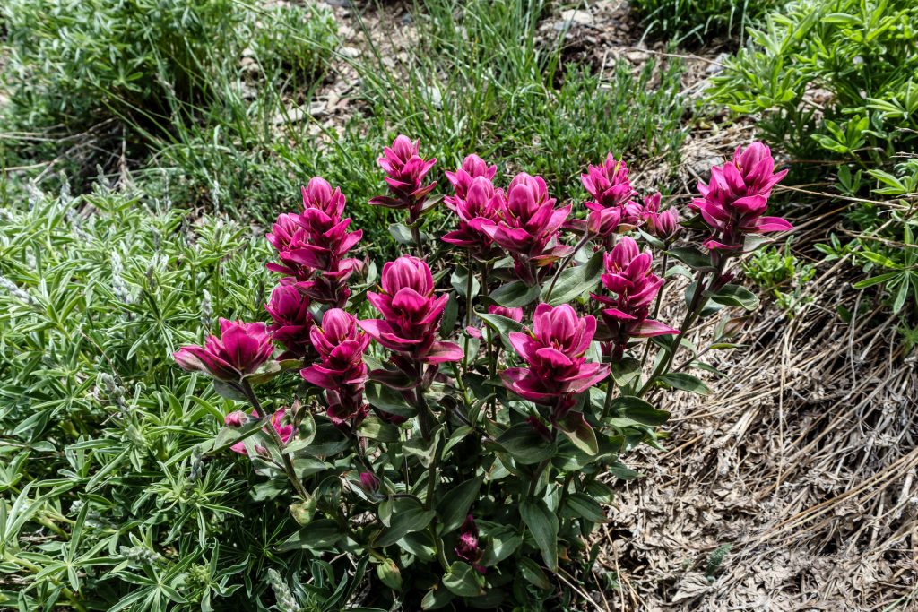 Mountain Flowers, Mount Nebo, Utah, Size: 40X26